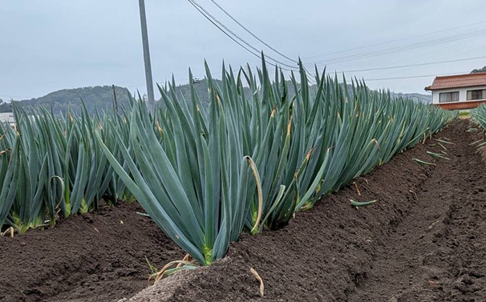 島根 農家 土づくり 手作り 野菜 葱 ネギ ねぎ 鍋 土つき 2kg