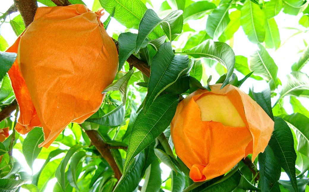 岡山 清水 白桃 5～7玉（合計1.5kg以上）