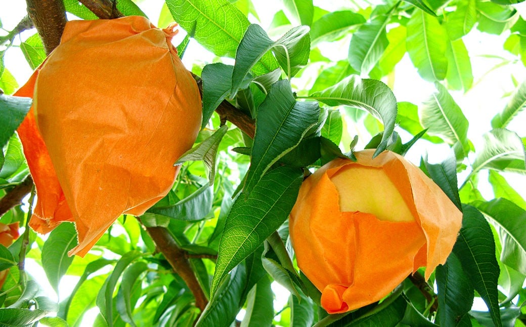 岡山 白桃 4～5玉（合計1.0kg以上）