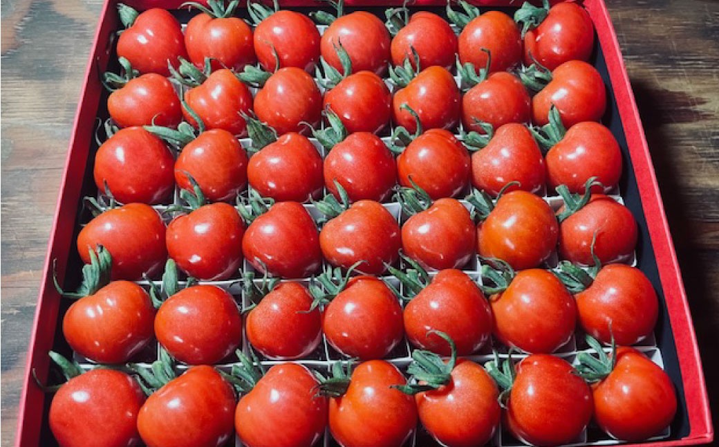 音楽を聴いて育った 「ミニトマト2段 黒 ／ 赤 BOX」