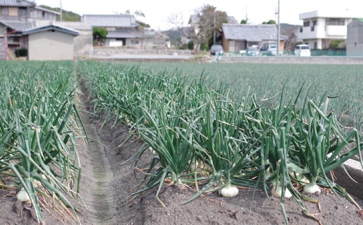 トロっと甘い！！淡路島産新玉ねぎ5㎏