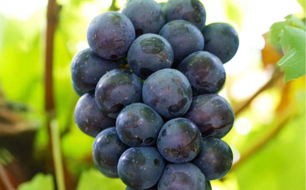 【ご 家庭 用】 ピオーネ 2～3房 1.2kg 【 2026年9月上旬から10月上旬頃発送予定 】