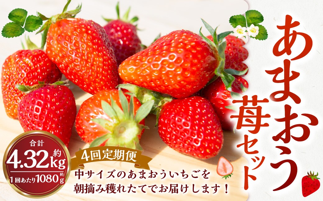 【4回定期便】よかもんいちご あまおう苺セット4パック