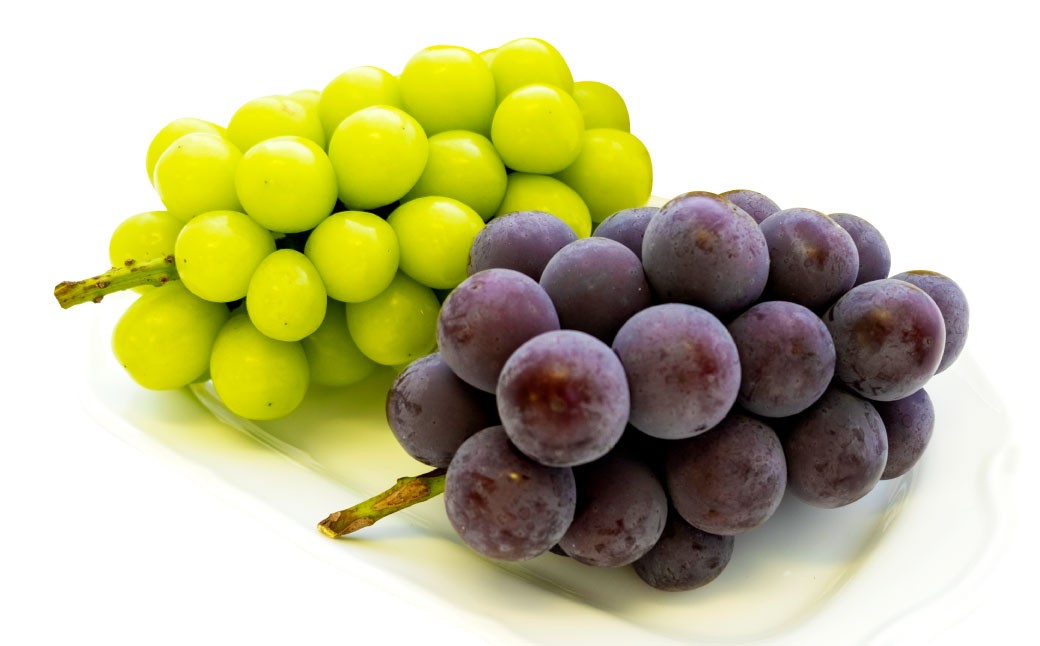 【ご 家庭 用】 シャイン ＆ ピオーネ 1.2キロ 【 2026年9月上旬から10月上旬頃発送予定 】