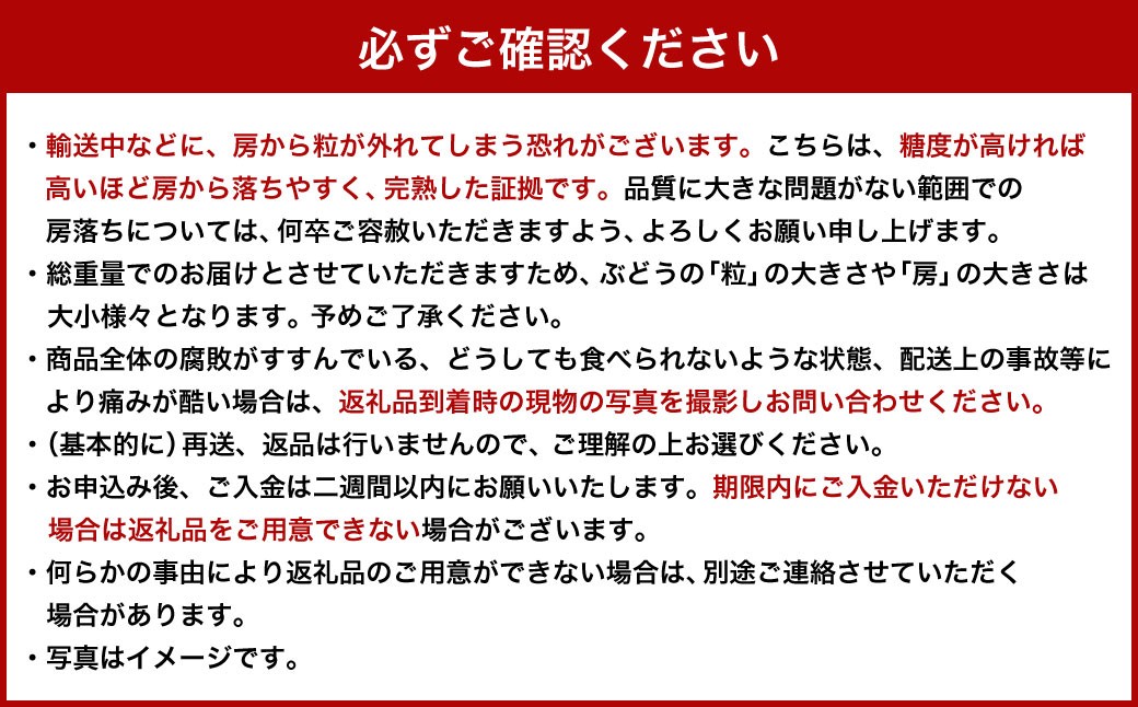 【 ご 家庭 用 】 シャイン ＆ オーロラ 1.2キロ 【 2026年9月上旬から10月上旬頃発送予定 】