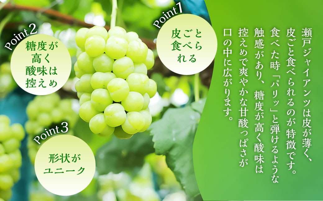 瀬戸ジャイアンツ2房（1房480g以上） 合計約1kg 化粧箱入り
