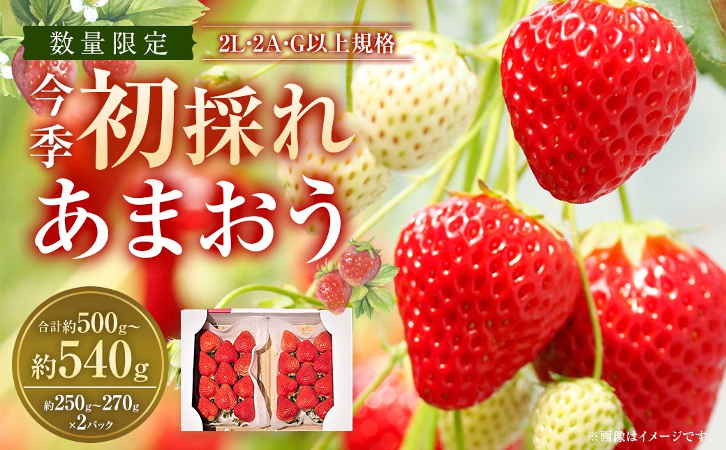 今季初採れあまおう 2パック【数量限定】