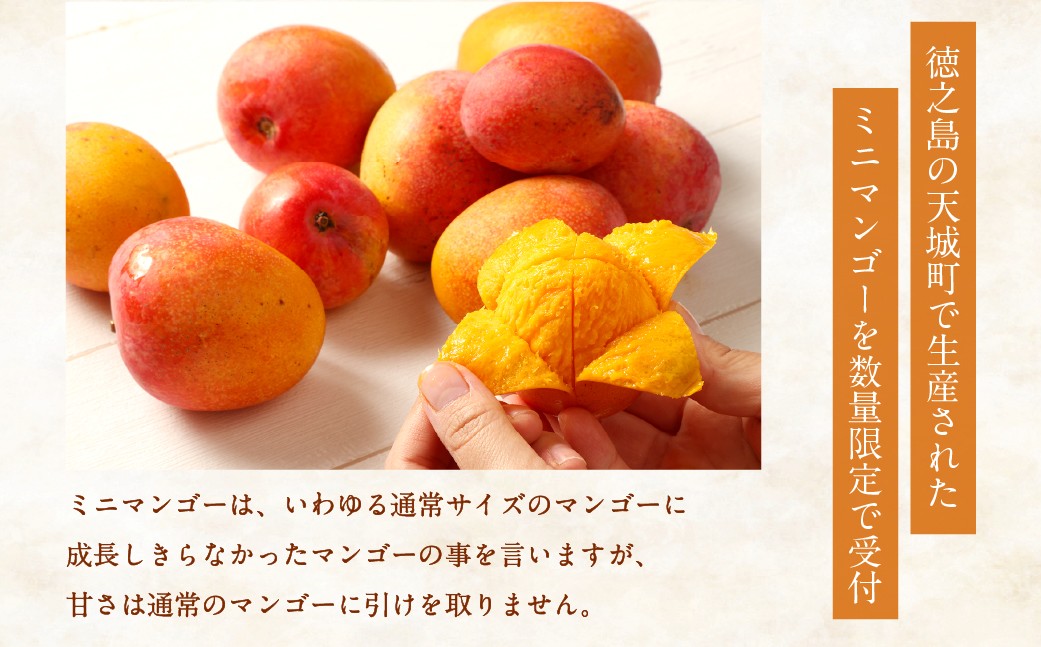 【数量限定】【ご家庭用】徳之島 天城町産 ミニマンゴー 1.5kg