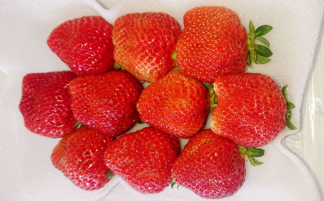 【3ヶ月定期便】あまおう2パック×3回