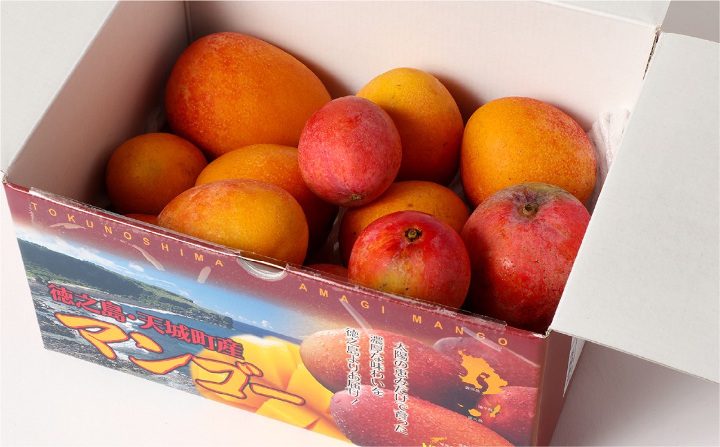 【数量限定】【ご家庭用】徳之島 天城町産 ミニマンゴー 1.5kg