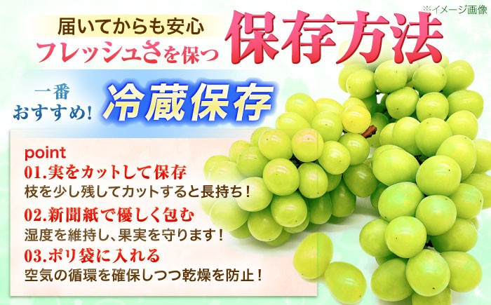 朝採れ直送！皮ごとパリッと食べられるシャインマスカット