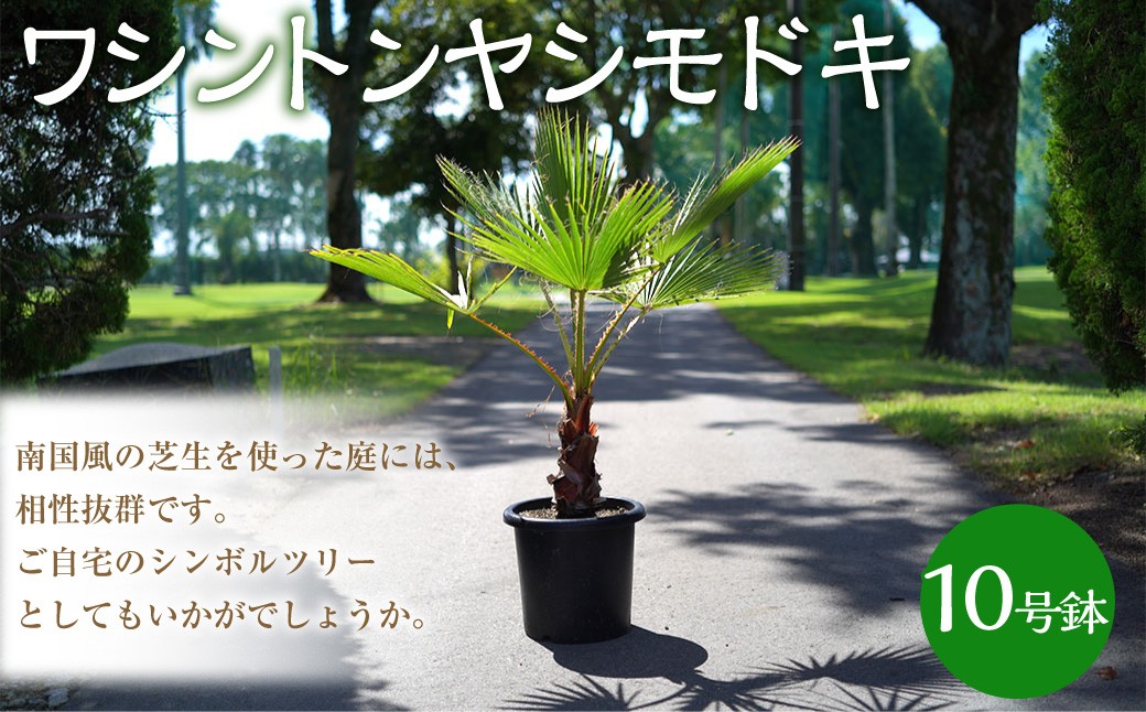 ワシントンヤシモドキ10号鉢