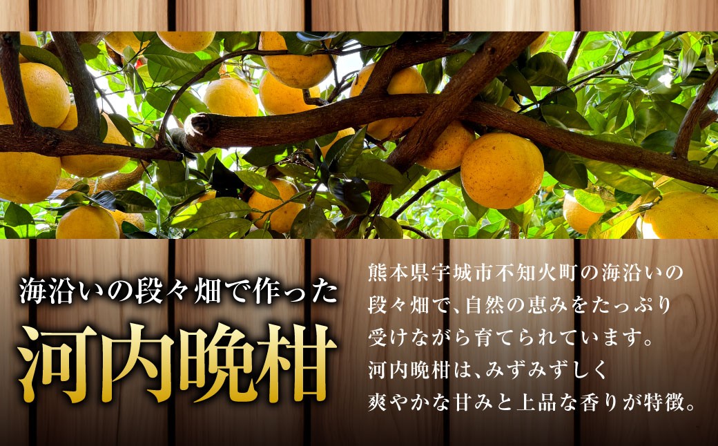 熊本県宇城市不知火町の海沿いの段々畑で作った「河内晩柑」約3kg（約8-9玉）【2026年4月下旬発送開始】