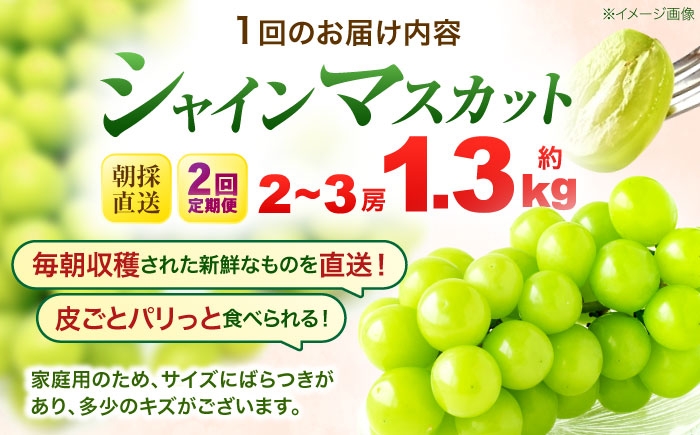 フルーツ フルーツ定期便 果物 果物定期便 くだもの ブドウ ぶどう シャインマスカット マスカット しゃいんますかっと