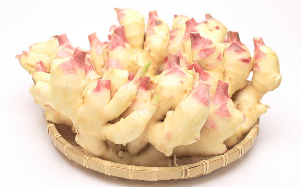 国産黄金生姜使用 寿司ガリ 1kg