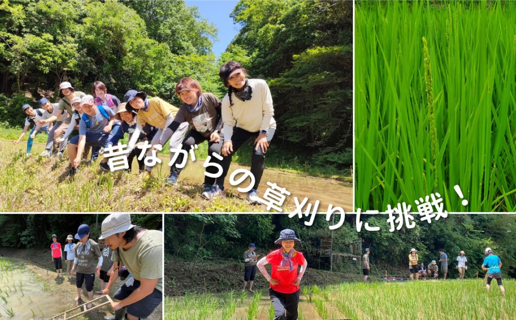ここでしか味わえない！ 米づくりリトリート体験【栽培期間中は農薬・肥料不使用】 お米付き 全4回田植えから稲刈り、餅つきまで