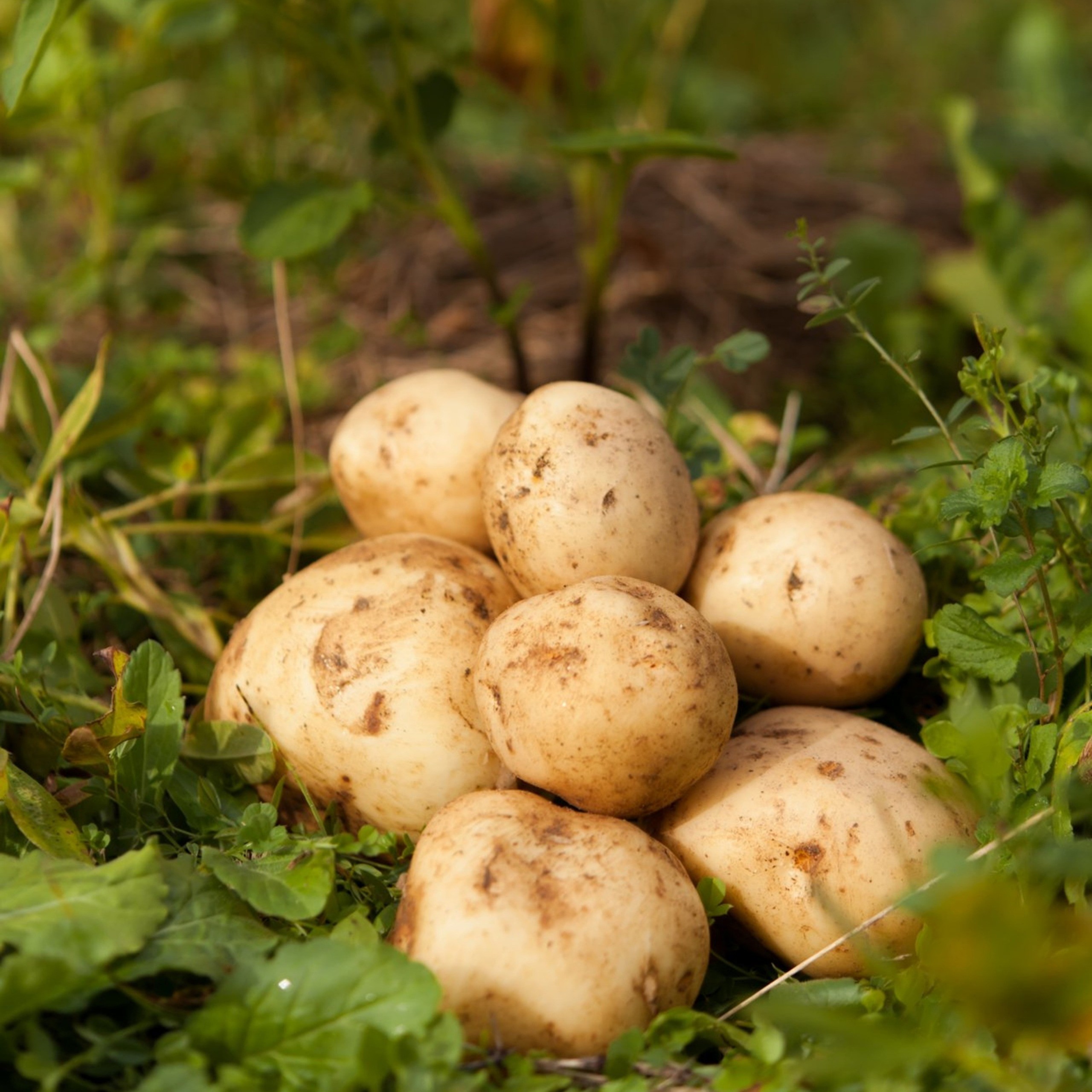 全部種いもです！