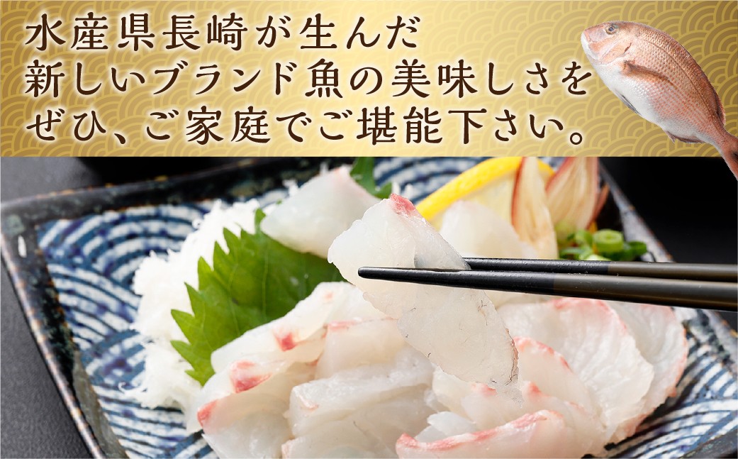 【premiumfishbrand】ゆうこう真鯛（活〆）×1尾（約1.5kg）