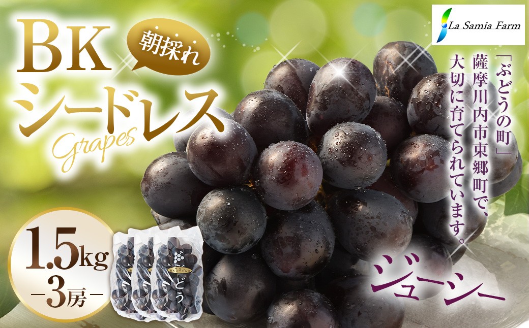 【先行予約】 朝採れ BKシードレス （種なし） 1.5kg（3房） ぶどう 葡萄