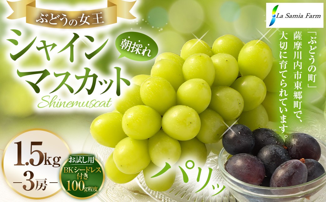 【先行予約】 朝採れ シャインマスカット （種なし） 1.5kg（3房） お試し用 朝採れ BKシードレス付き（100g程度）