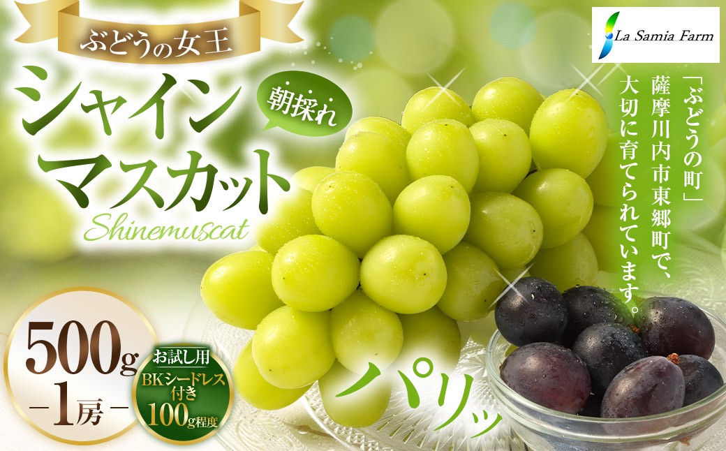 【先行予約】 朝採れ シャインマスカット （種なし） 500g（1房） お試し用 朝採れ BKシードレス付き（100g程度） 