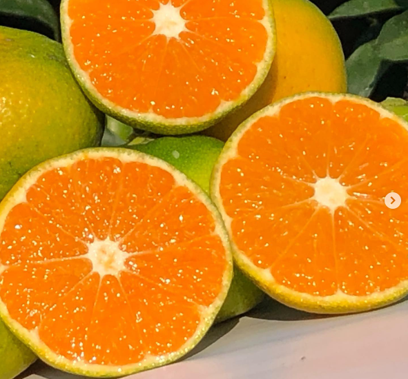 一番収穫 温州みかん