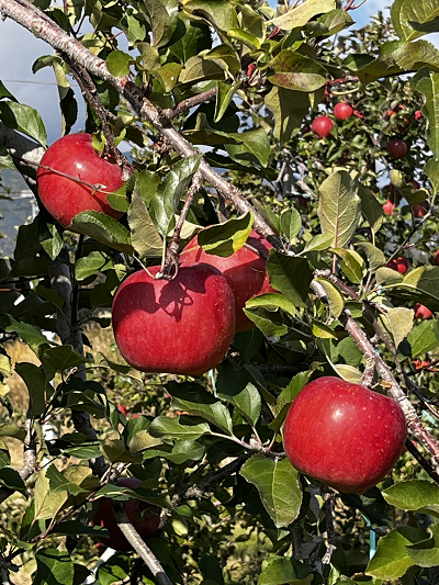 画像はイメージです