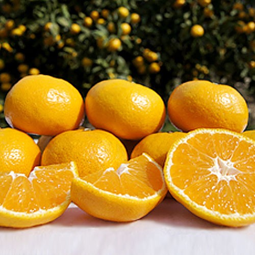 甘熟温州みかん