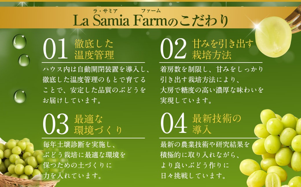 【先行予約】 朝採れ シャインマスカット （種なし） 500g（1房） お試し用 朝採れ BKシードレス付き（100g程度） 