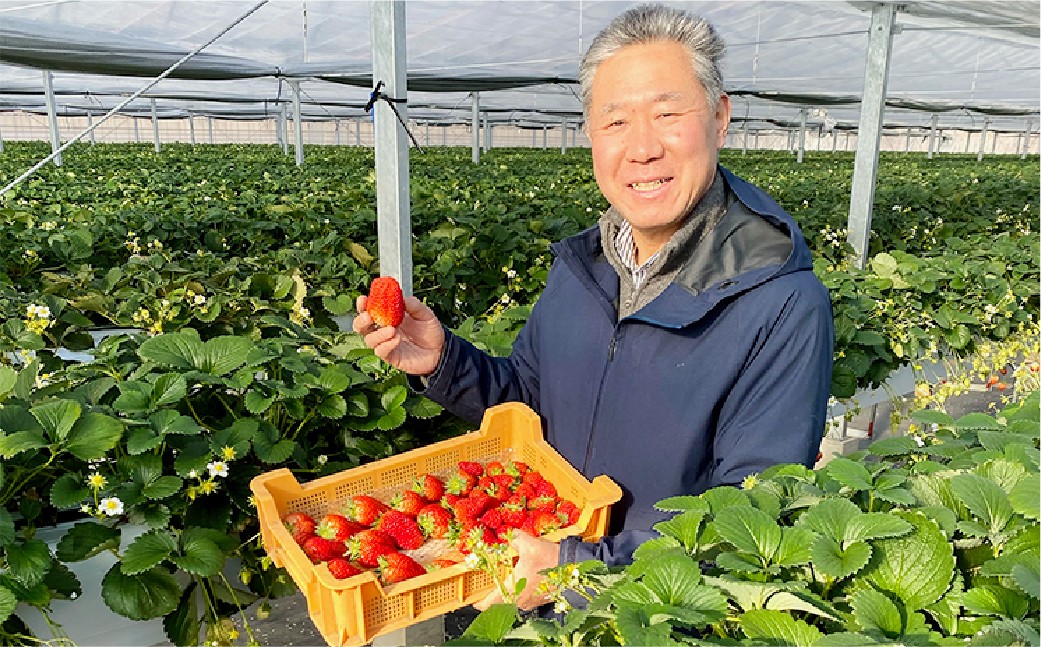 いちご詰合せ 普通箱 約1.8kg　倉敷産