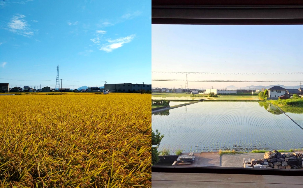 倉敷産特別栽培米きぬむすめ 10kg