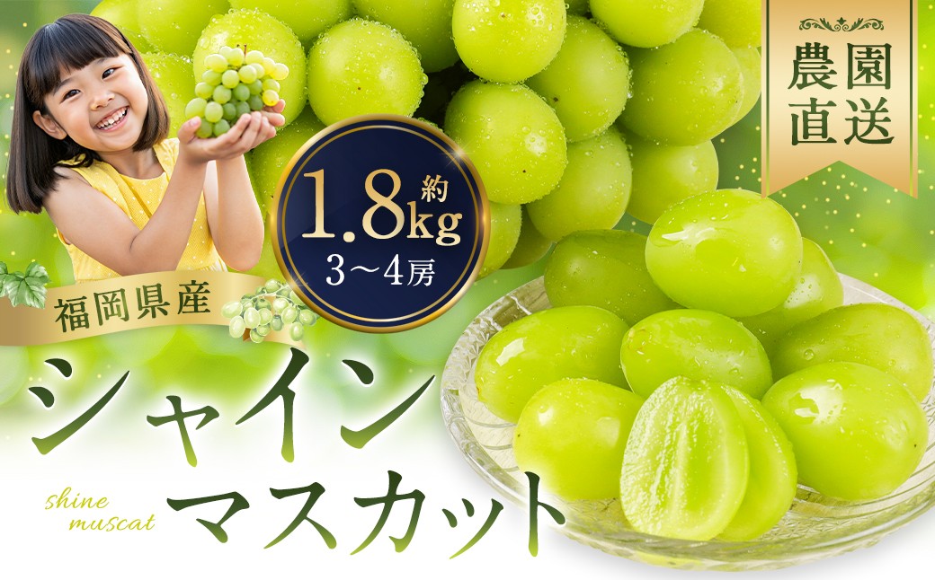  農園直送 ！ シャインマスカット 約1.8kg 3〜4房