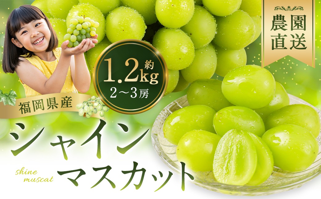 農園直送 ！ シャインマスカット 約1.2kg （ 2~3房 ）