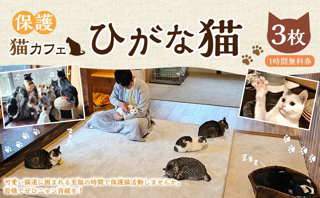 保護猫カフェひがな猫 1時間無料券 3枚