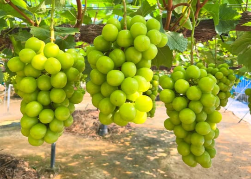 シャインマスカット