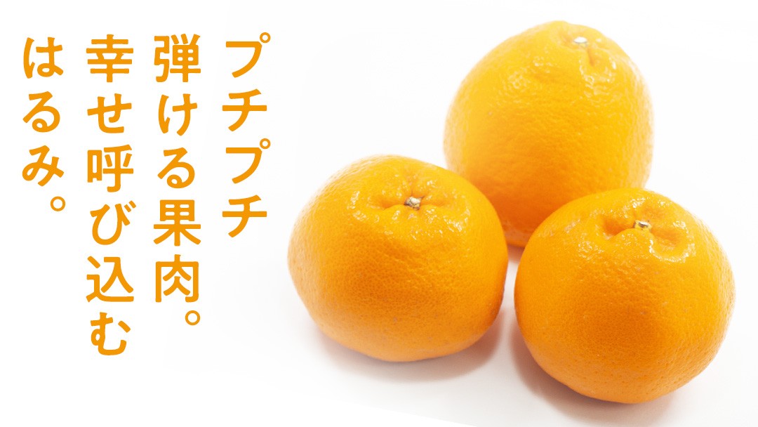 外皮・内皮ともに薄くて柔らかく、その中には糖度が高くジューシーな果汁がたっぷり。