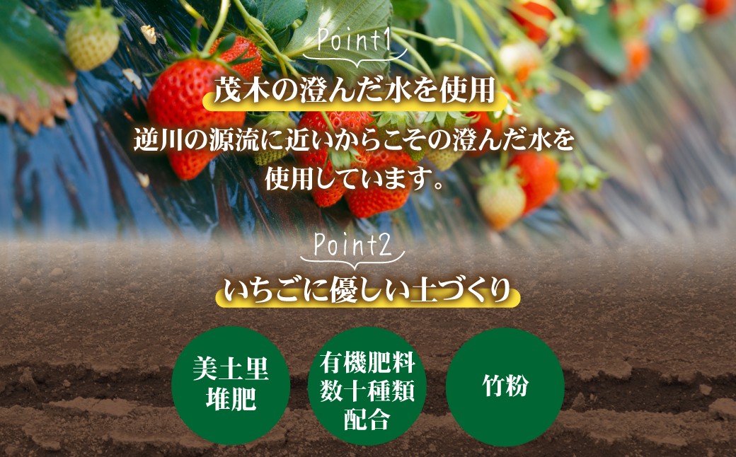 いちご イチゴ 苺  ストロベリー とちおとめ いちご イチゴ 苺  ストロベリー とちおとめ