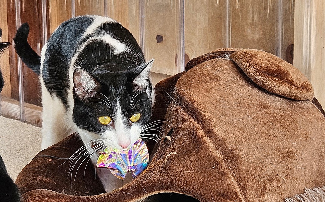 保護猫カフェひがな猫 1時間無料券 2枚