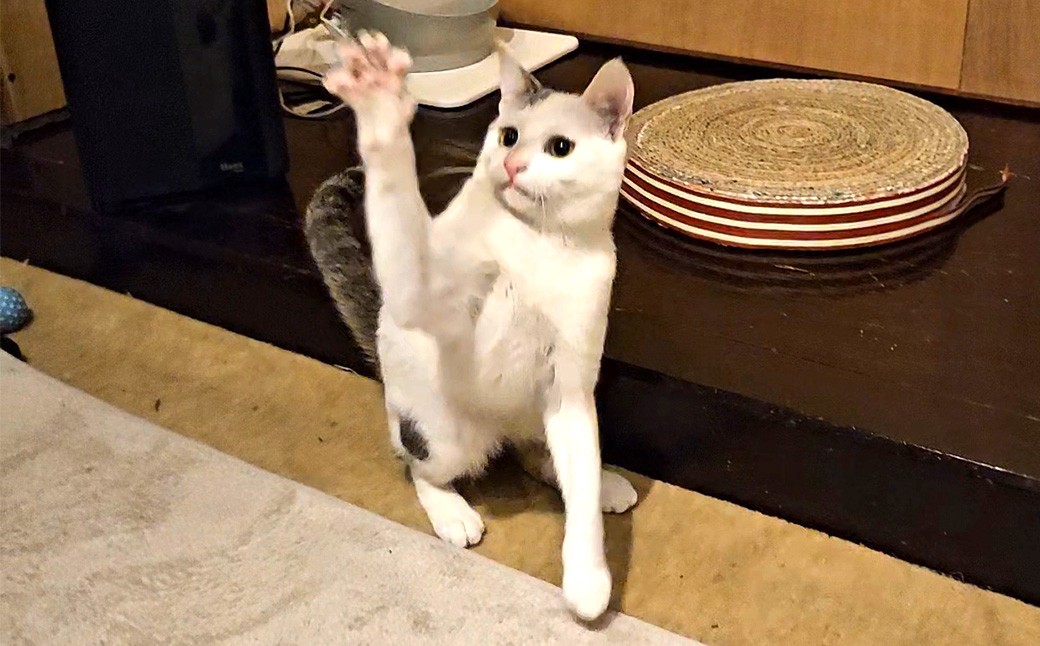 保護猫カフェひがな猫 1時間無料券 2枚