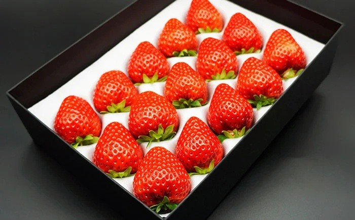 B25-083 最高級ベリーバード 『絆』【期間･数量限定】