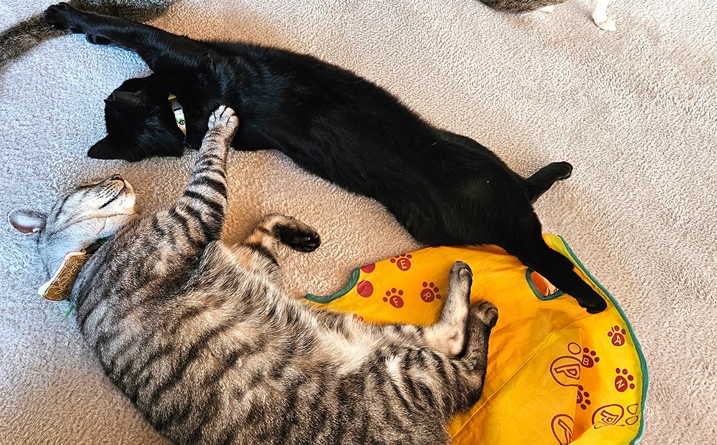 保護猫カフェひがな猫 1時間無料券 2枚