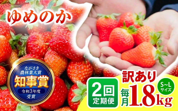 訳あり 訳あり商品 訳あり果物 果物訳あり 果物 フルーツ いちご イチゴ 苺 ストロベリー ベリー オススメ 甘い
