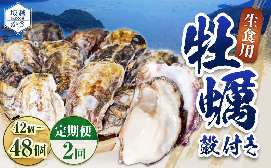 【2回定期便】 牡蠣 生食用 坂越かき 殻付き 42～48個 
