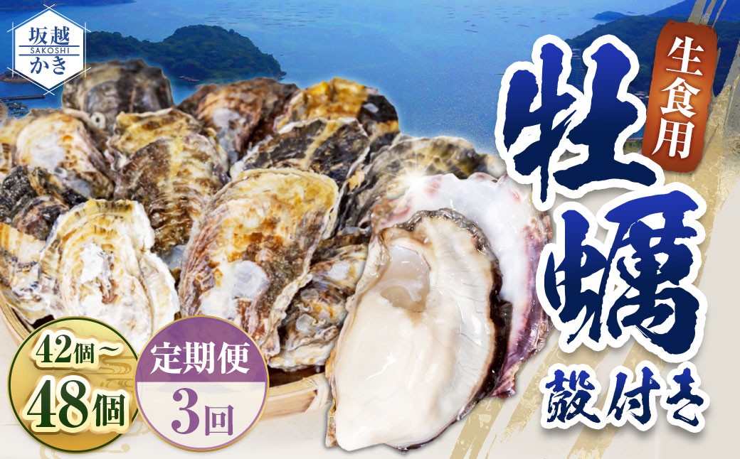 【3回定期便】牡蠣 生食用 坂越かき 殻付き 42～48個