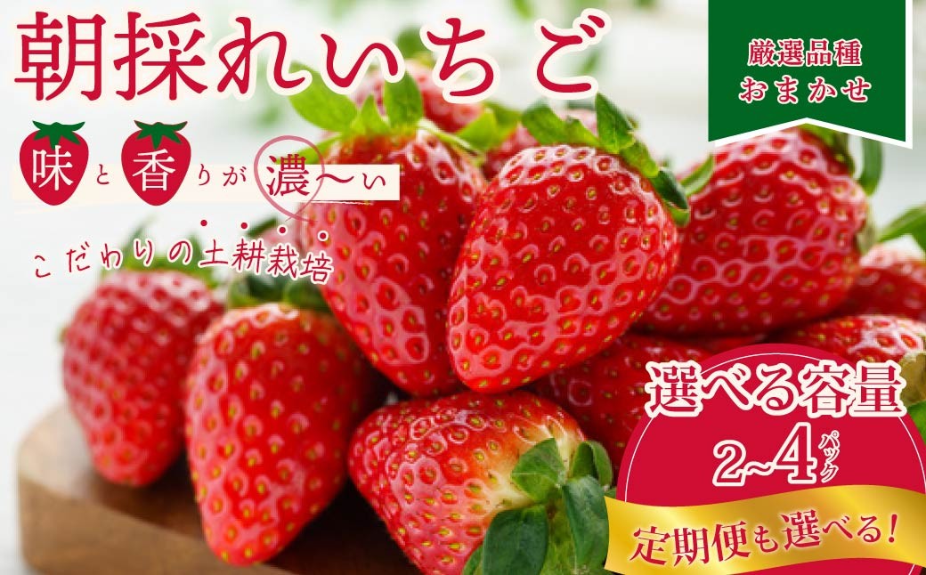 こだわりの土耕栽培で育てた味と香りが濃い苺を朝採れの新鮮なまま定期便にしてお届け