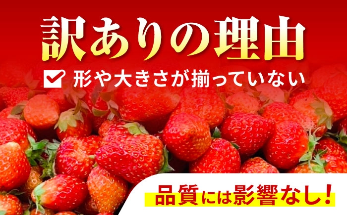 訳あり 訳あり商品 訳あり果物 果物訳あり 果物 フルーツ いちご イチゴ 苺 ストロベリー ベリー オススメ 甘い
