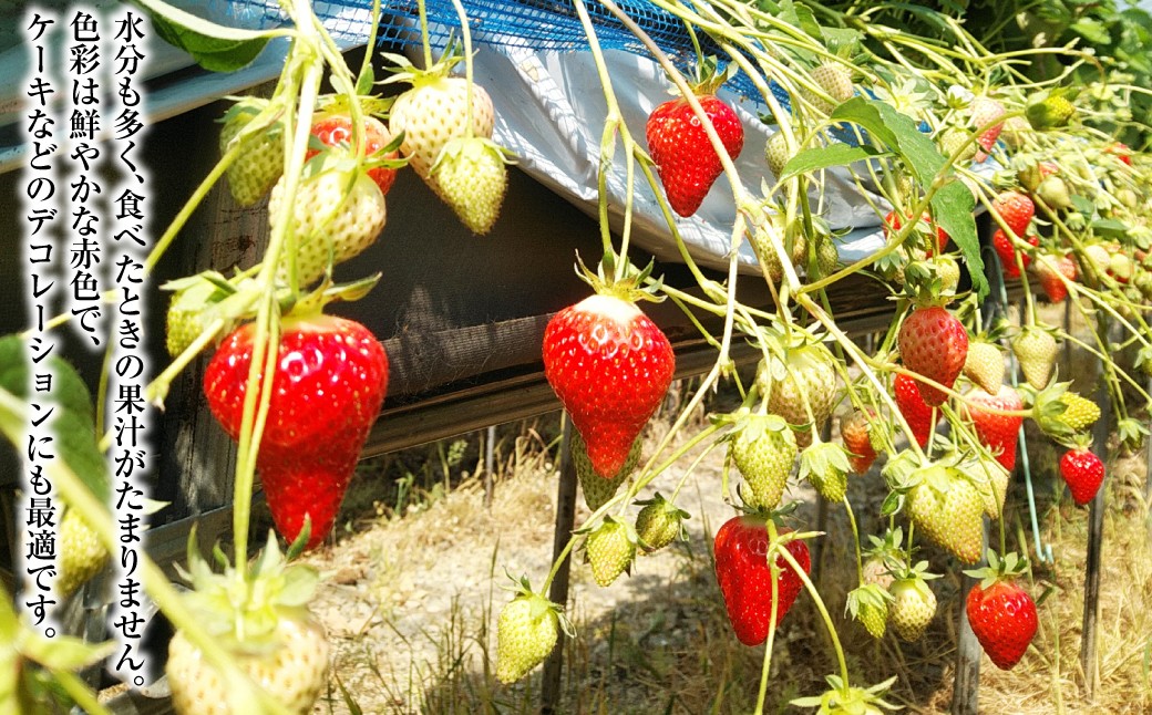 【贈答用】いちご ゆめの香 計30粒（15粒×2パック）化粧箱入