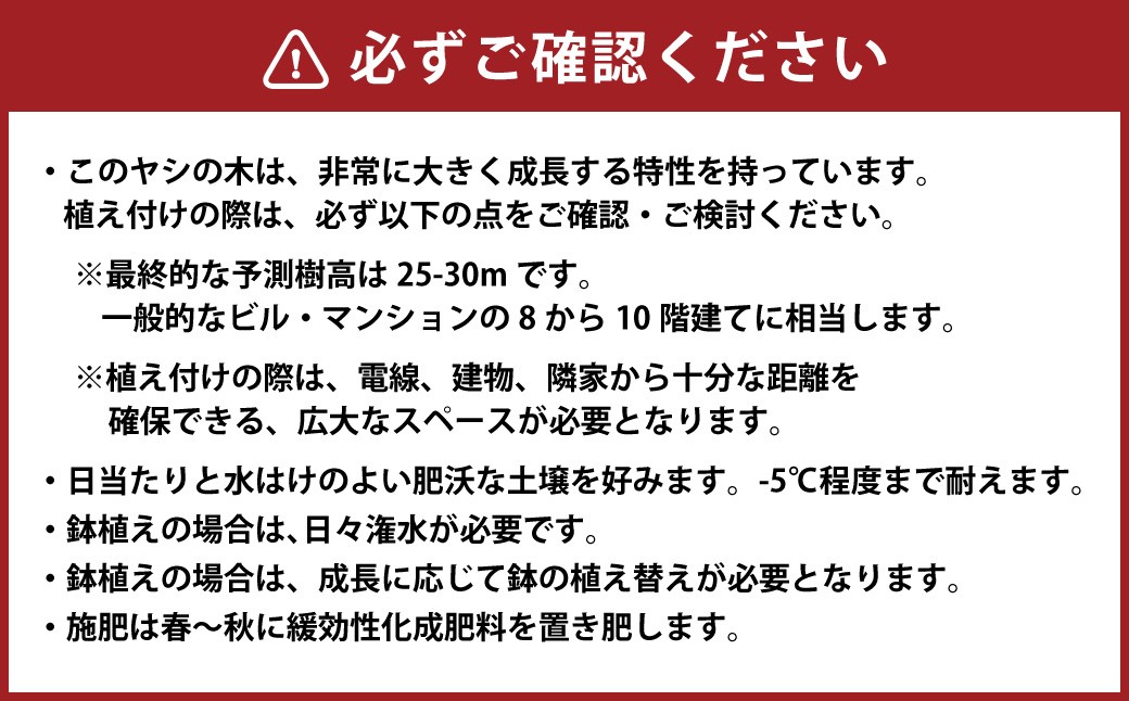 ワシントンヤシモドキ12号鉢