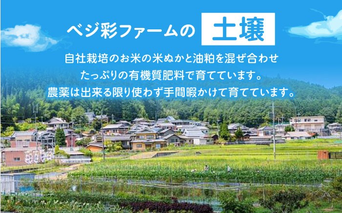 朝のTVで紹介 旬の野菜セット 新鮮野菜 産地直送 卵 たまご 平飼い卵 やさいセット 家庭用