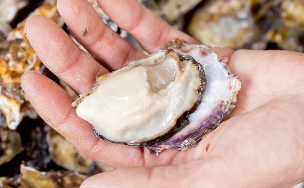 牡蠣 生食用 坂越かき 殻付き 42～48個